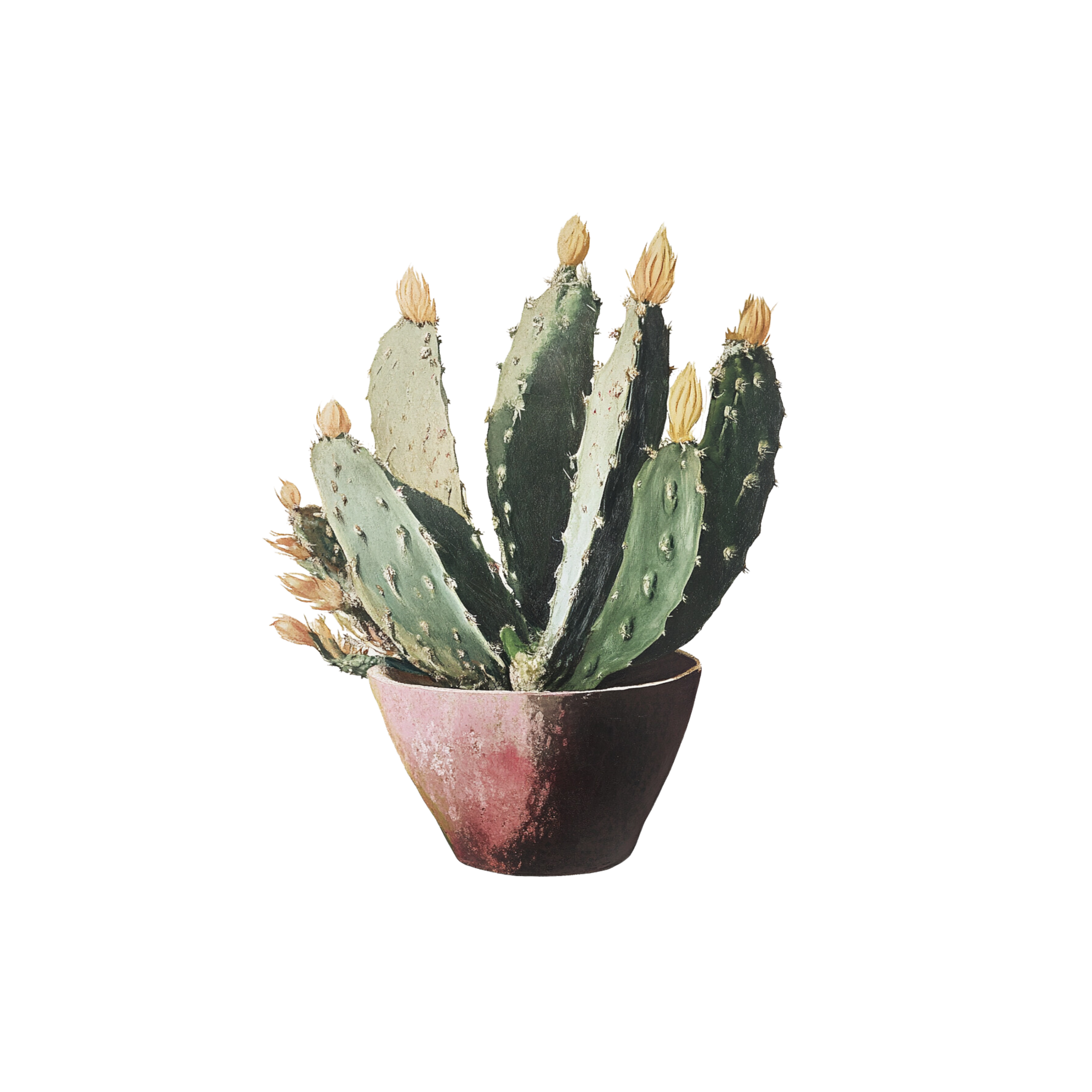 CACTUS