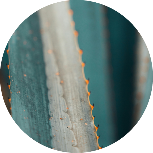 Agave