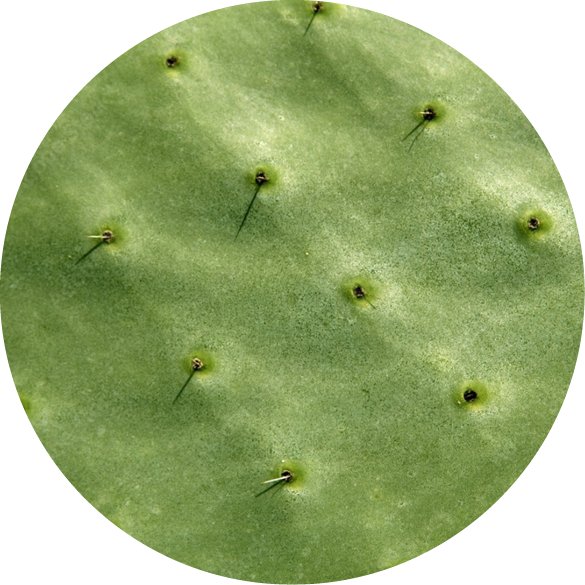 Nopal Cactus
